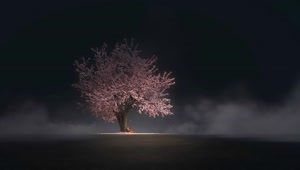 Girl Under Cherry Blossom Tree HD Live Wallpaper For PC