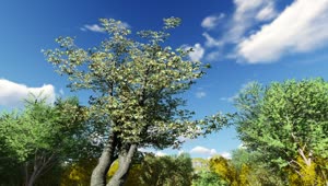 Stock Video 3d trees on a sunny day PC Live Wallpaper
