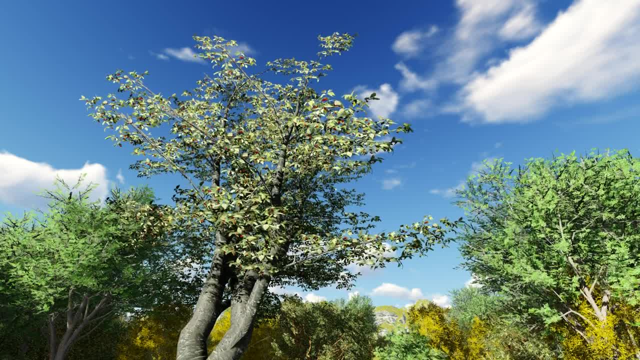 Download Stock Video 3d trees on a sunny day PC Live Wallpaper