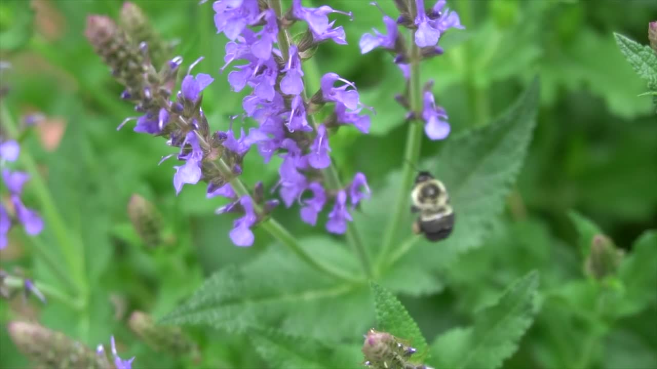 Download Stock Video A Bee Feeding From Purple Flowers Live Wallpaper for PC