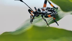 Stock Video A Black And Orange Bug Hemiptera On A Green Leaf Live Wallpaper for PC