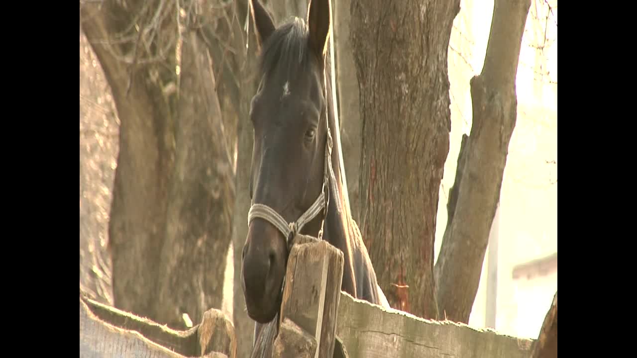 Download Stock Video A Black Horse Behind A Wooden Fence Live Wallpaper for PC