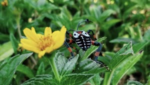 Stock Video A Black White And Orange Bug Near To A Flower Live Wallpaper for PC