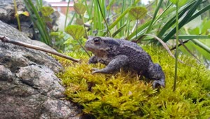 Stock Video A Common Toad On Moss Live Wallpaper for PC