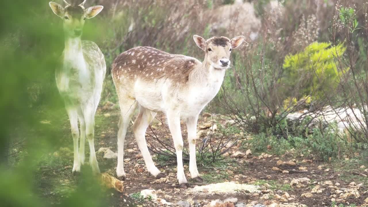 Download Stock Video A Couple Of Deers In The Wild Live Wallpaper for PC