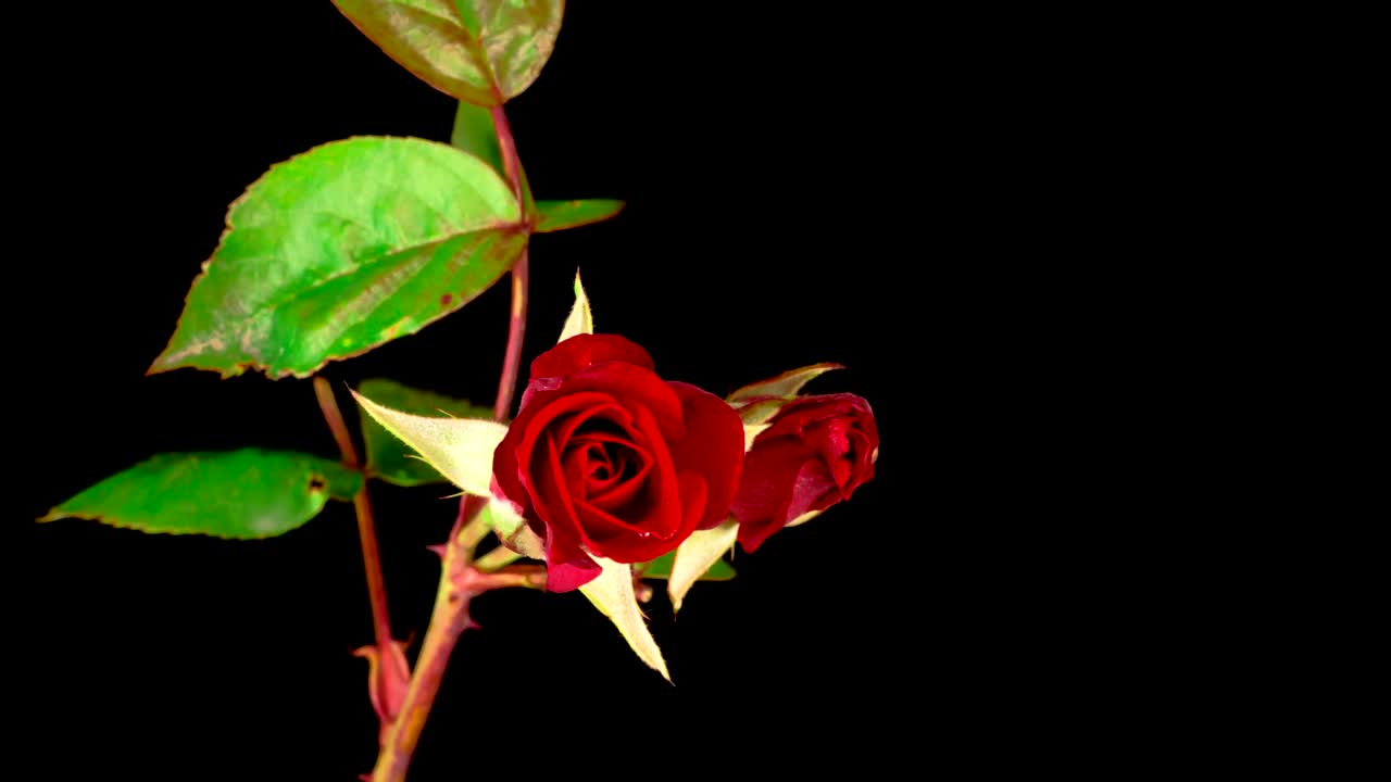 Download Stock Video A Couple Of Red Roses On A Branch Opens Live Wallpaper for PC