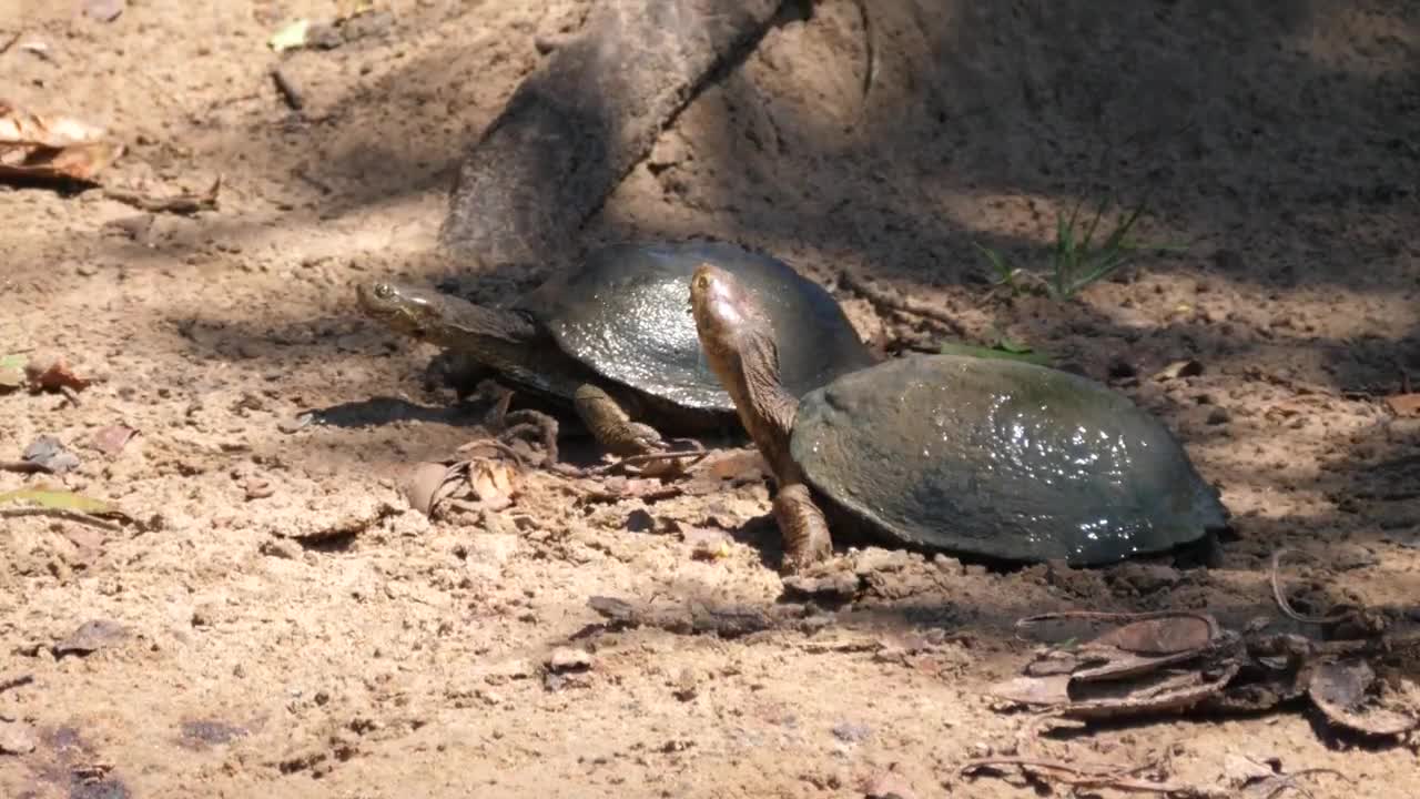 Download Stock Video A Couple Of Turtles Resting In The Sand Live Wallpaper for PC