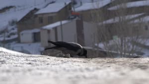 Stock Video A Crow Eating On A Snowy Ground Live Wallpaper for PC