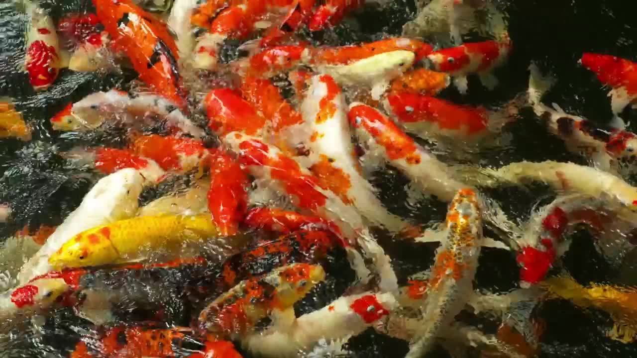 Download Stock Video A Crowd Of Koi Fish Swimming In The Water Live Wallpaper for PC