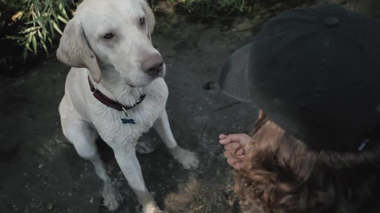 Download Stock Video A Cute Dog Giving The Paw While Sitting On A Live Wallpaper for PC