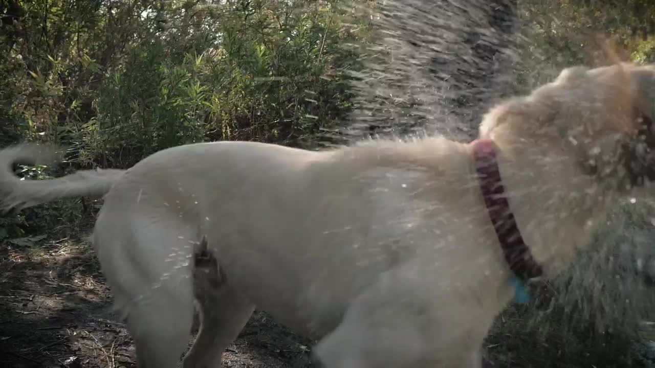 Download Stock Video A Dog With Its Owner In A Forest Live Wallpaper for PC