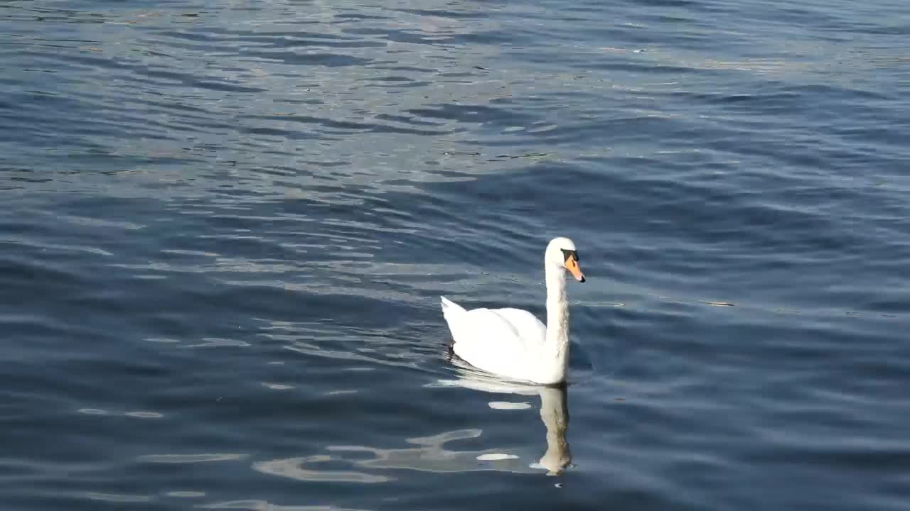 Download Stock Video A Family Of Swans Swimming In A Lake Live Wallpaper for PC