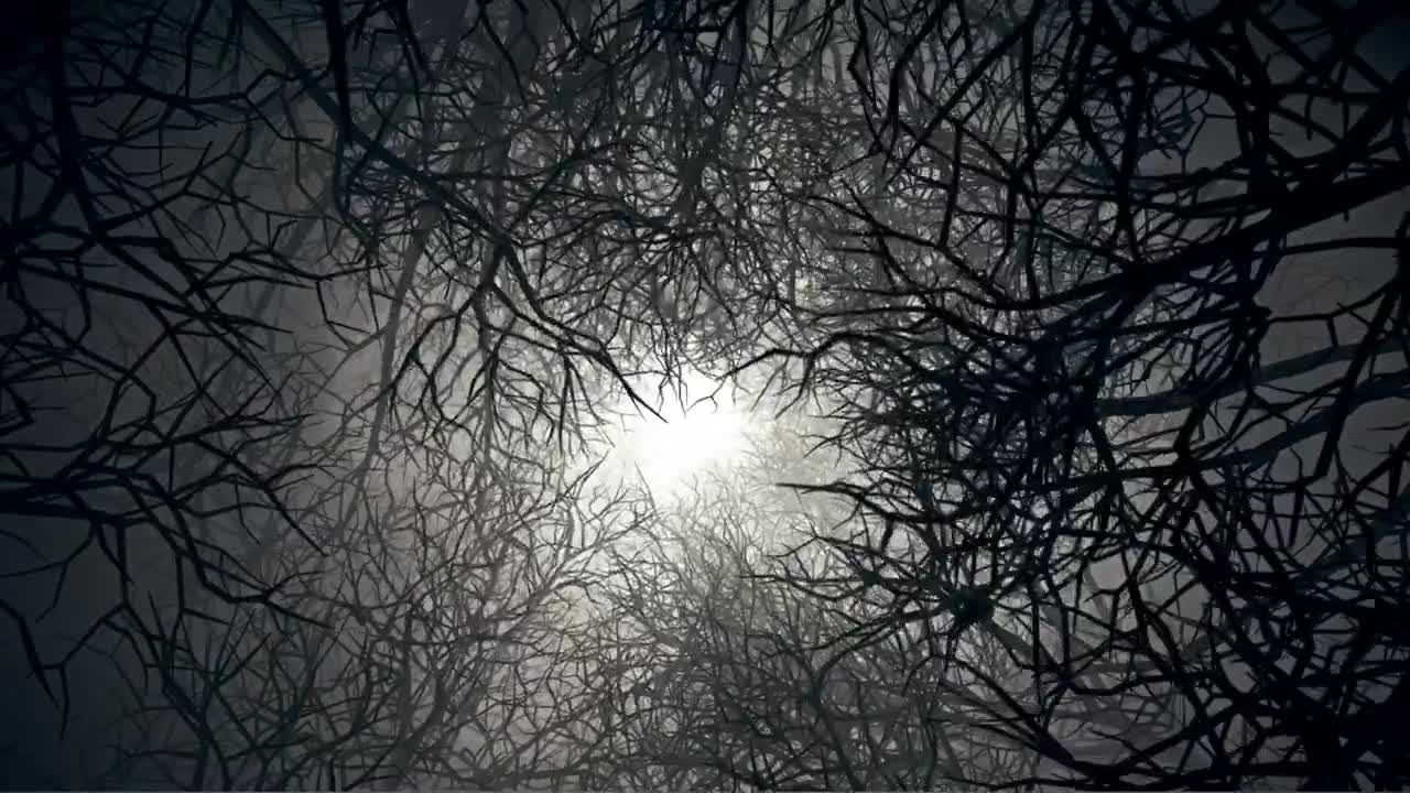 Download Stock Video Abstract Video Of A Rotating Tunnel Of Dry Trees Live Wallpaper for PC