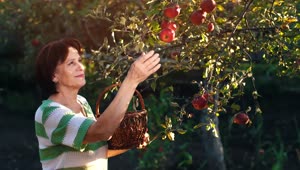 Stock Video Adult Woman Taking Apples From A Tree In A Garden Live Wallpaper for PC