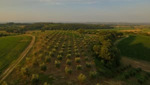 Stock Video Aerial Flyover Of Green Fields And Orchards Live Wallpaper for PC