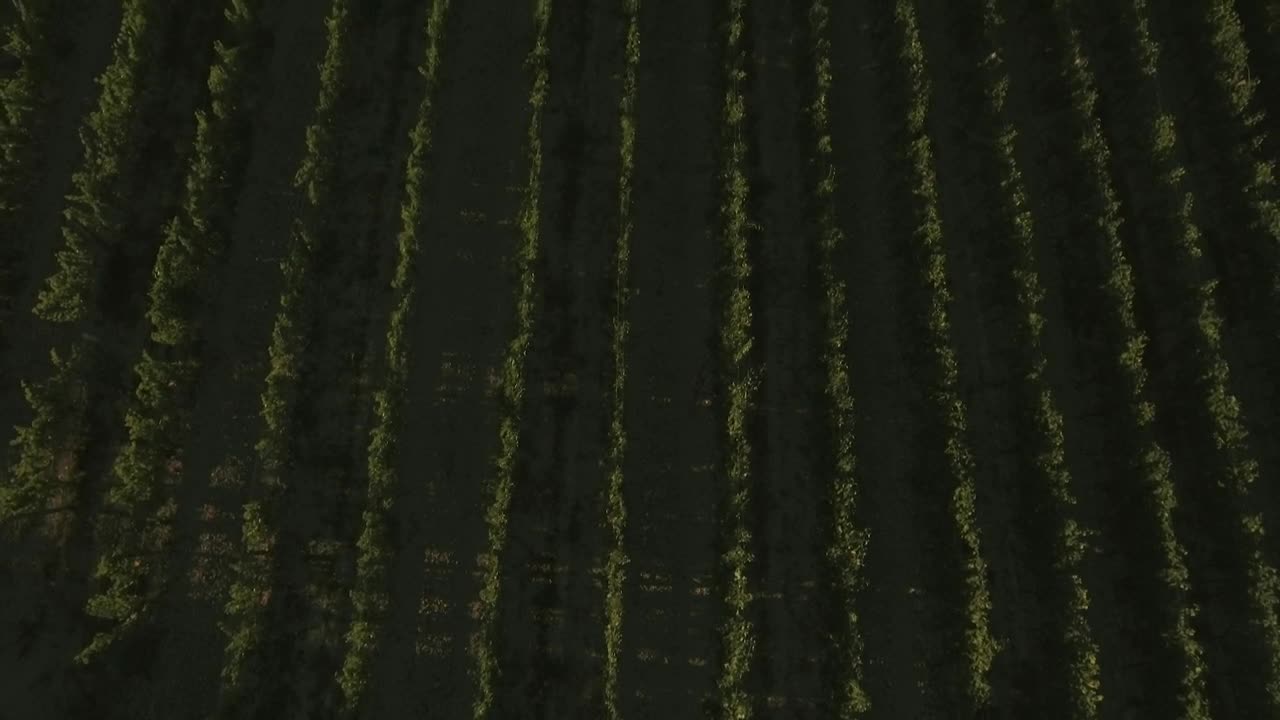 Download Stock Video Aerial Footage Of A Vineyard Live Wallpaper for PC