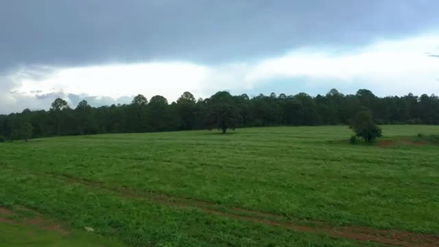 Download Stock Video Aerial Tour Of A Meadow In A Large Forest Live Wallpaper for PC