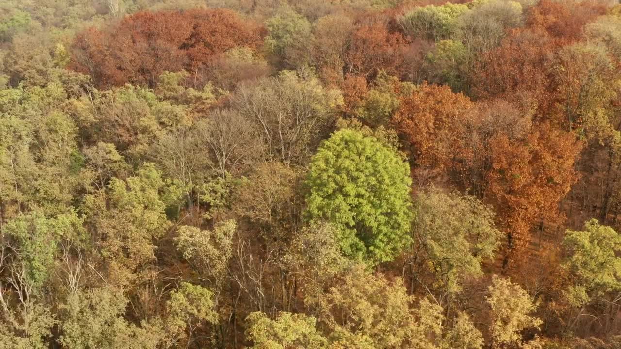 Download Stock Video Aerial View Of A Beautiful Autumn Forest Live Wallpaper for PC