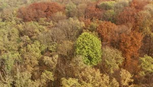 Stock Video Aerial View Of A Beautiful Autumn Forest Live Wallpaper for PC