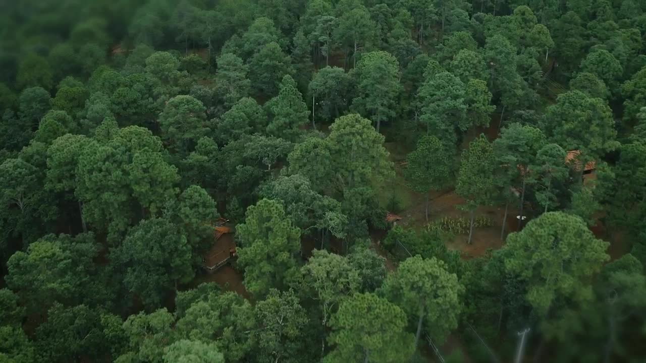 Download Stock Video Aerial View Of A Forest With Cabins Live Wallpaper for PC