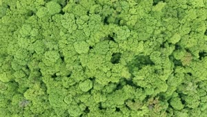 Stock Video Aerial View Of A Green Forest Live Wallpaper for PC