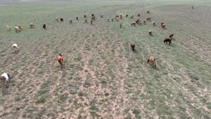 Stock Video Aerial View Of A Herd Of Cows In The Field Live Wallpaper for PC