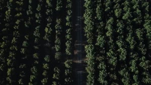 Stock Video Aerial View Of A Road And Tree Tops Live Wallpaper for PC