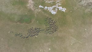 Stock Video Aerial View Of A Sheep Herd Live Wallpaper for PC