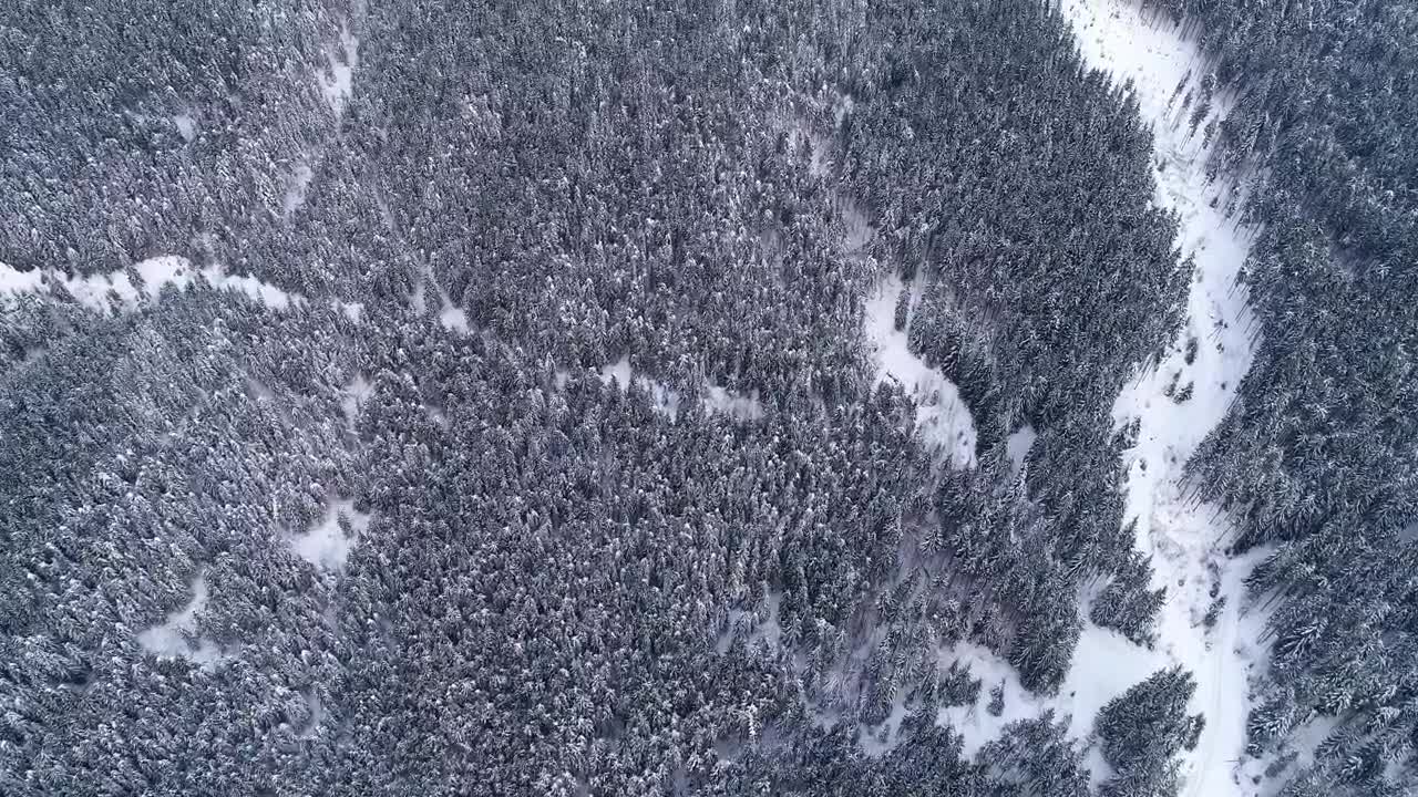 Download Stock Video Aerial View Of A Winter Forest Full Of Pine Trees Live Wallpaper for PC