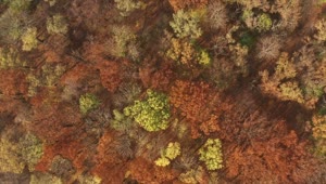 Stock Video Aerial View Of An Autumn Forest Live Wallpaper for PC