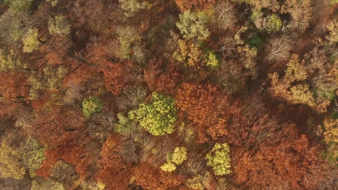 Download Stock Video Aerial View Of An Autumn Forest Live Wallpaper for PC
