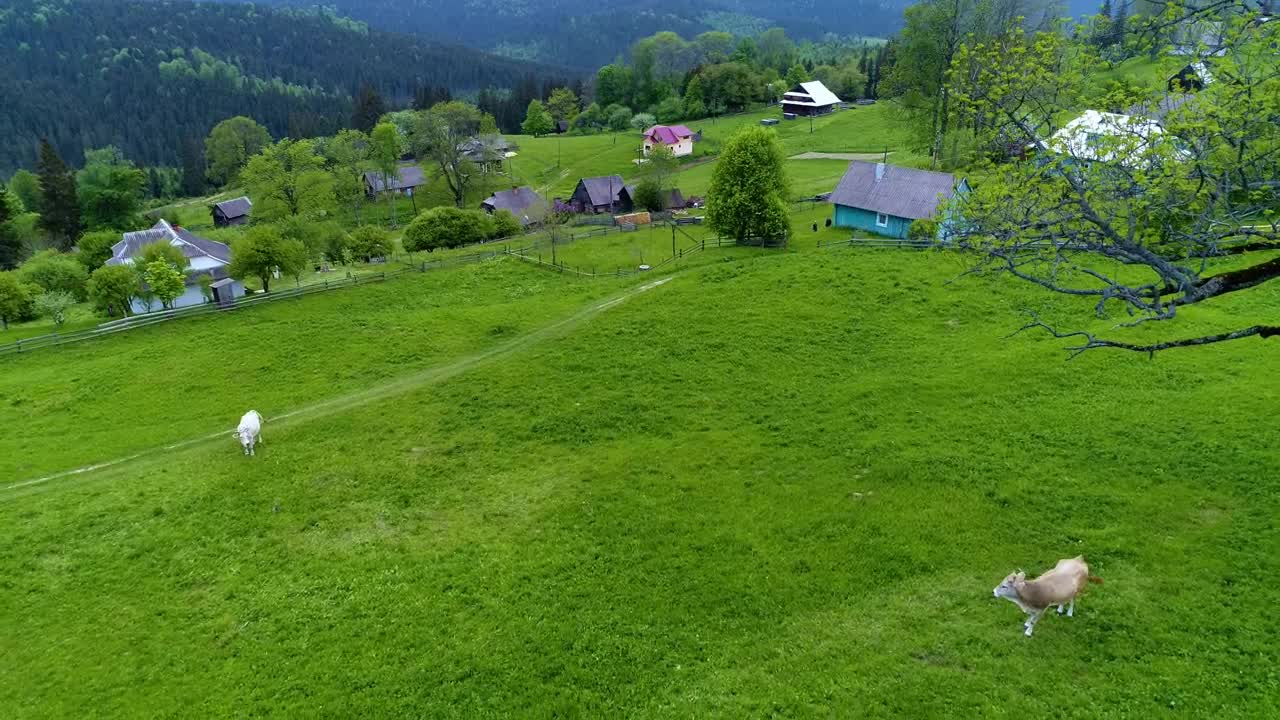 Download Stock Video Aerial View Of Cows In A Green Field At A Live Wallpaper for PC
