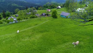 Stock Video Aerial View Of Cows In A Green Field At A Live Wallpaper for PC
