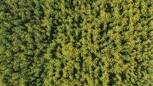 Stock Video Aerial View Of Crops Live Wallpaper for PC