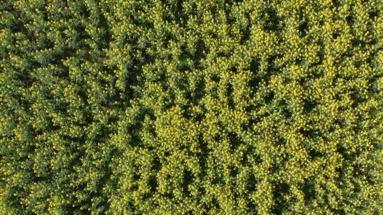 Download Stock Video Aerial View Of Crops Live Wallpaper for PC