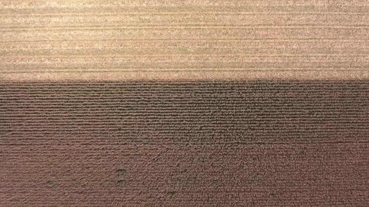 Download Stock Video Aerial View Of Machine Harvesting The Fields Live Wallpaper for PC