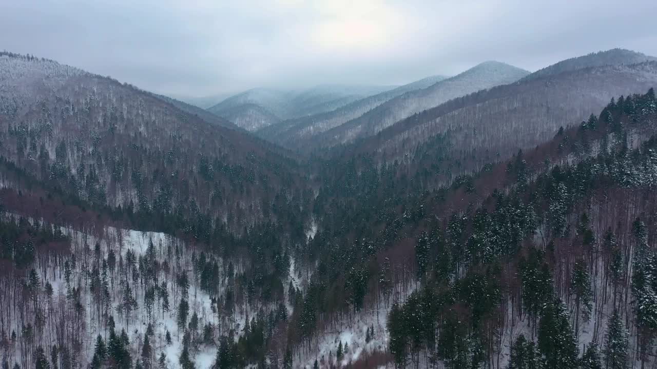 Download Stock Video Aerial View Of Pine Forest Mountains In Winter Live Wallpaper for PC