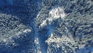 Stock Video Aerial View Of Snowy Forest In The Mointains Live Wallpaper for PC