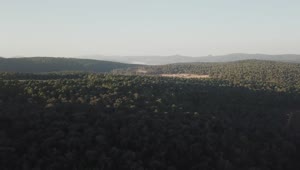 Stock Video Aerial View Of Sunlight Over Treetops Live Wallpaper for PC