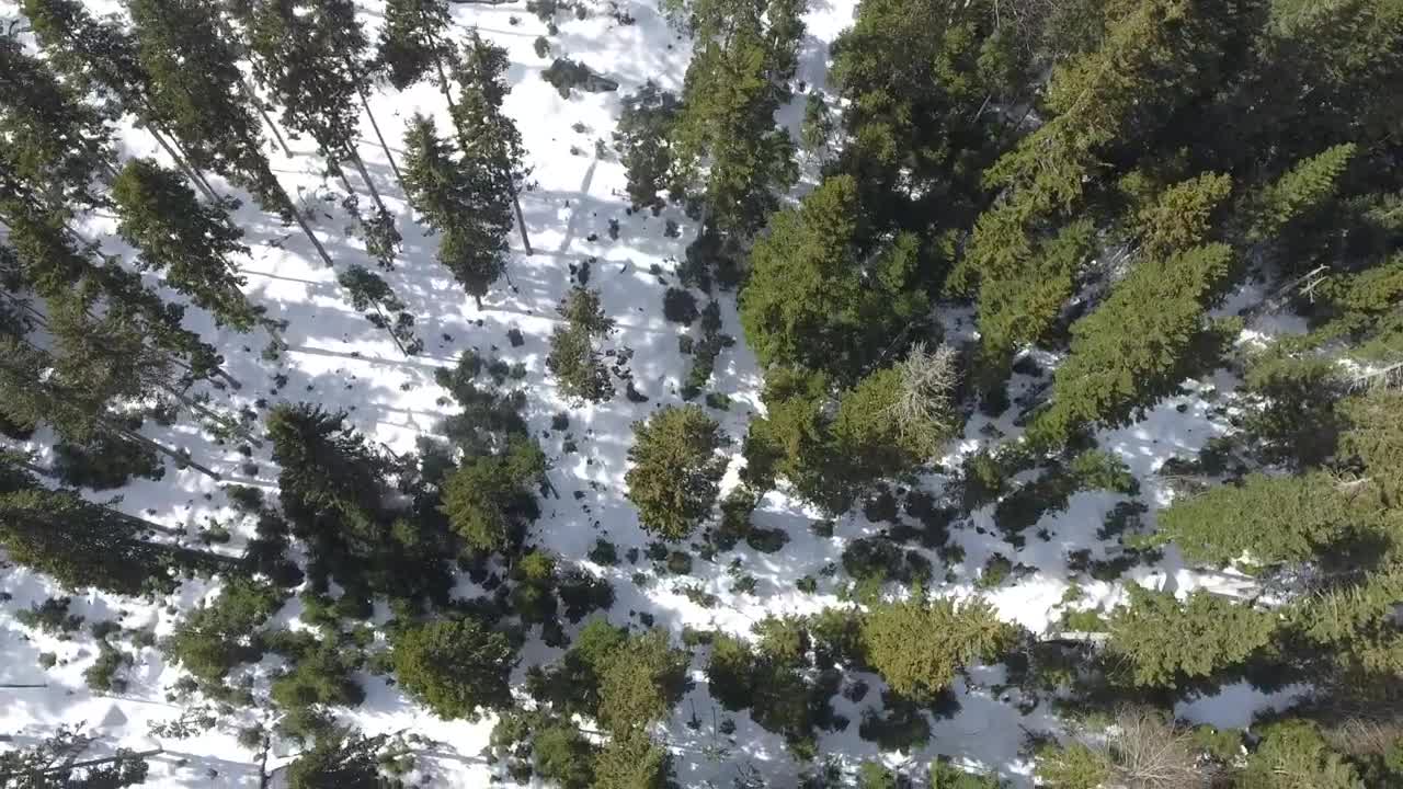 Download Stock Video Aerial View Of The Forest In The Morning Live Wallpaper for PC