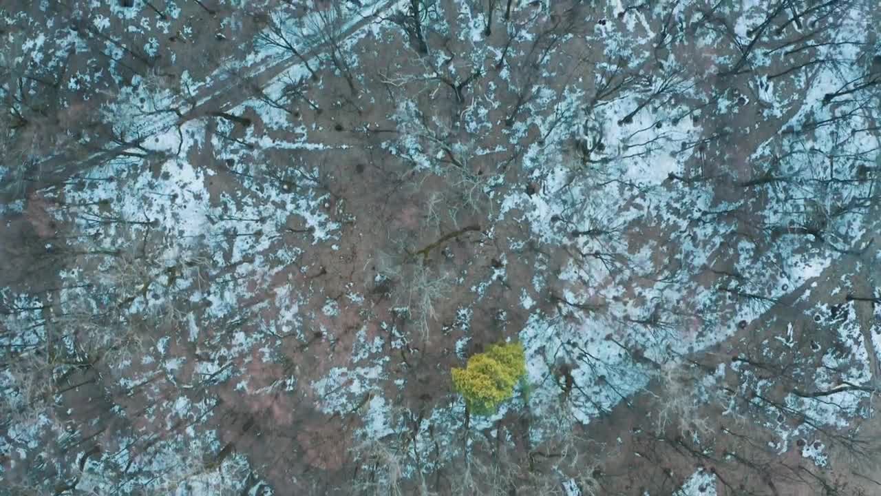 Download Stock Video Aerial View Of The Winter Forest Live Wallpaper for PC