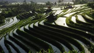 Stock Video Aerial View Of Tiered Indonesian Rice Paddys In Sunlight Live Wallpaper for PC