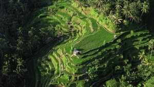 Stock Video Aerial View Of Tiered Rice Paddies In Indonesia Live Wallpaper for PC
