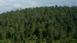 Stock Video Aerial Walk Above An Immense Pine Forest Live Wallpaper for PC