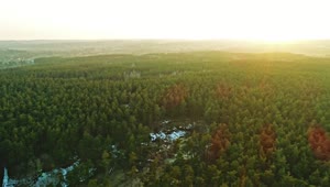 Stock Video Aerial Walk Over A Green Forest Full Of Vegetation Live Wallpaper for PC