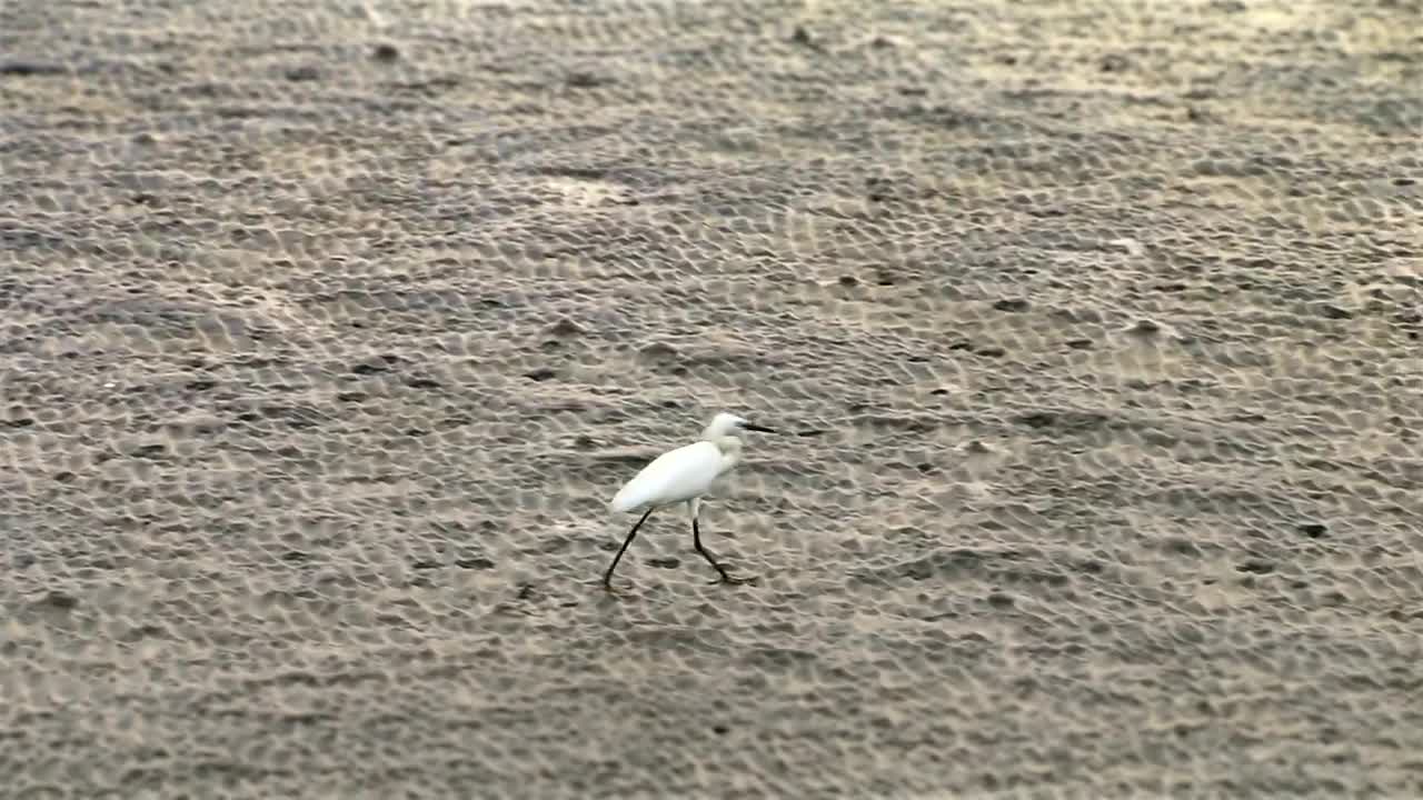 Download Stock Video Beach Bird Walking In The Sand Live Wallpaper For PC