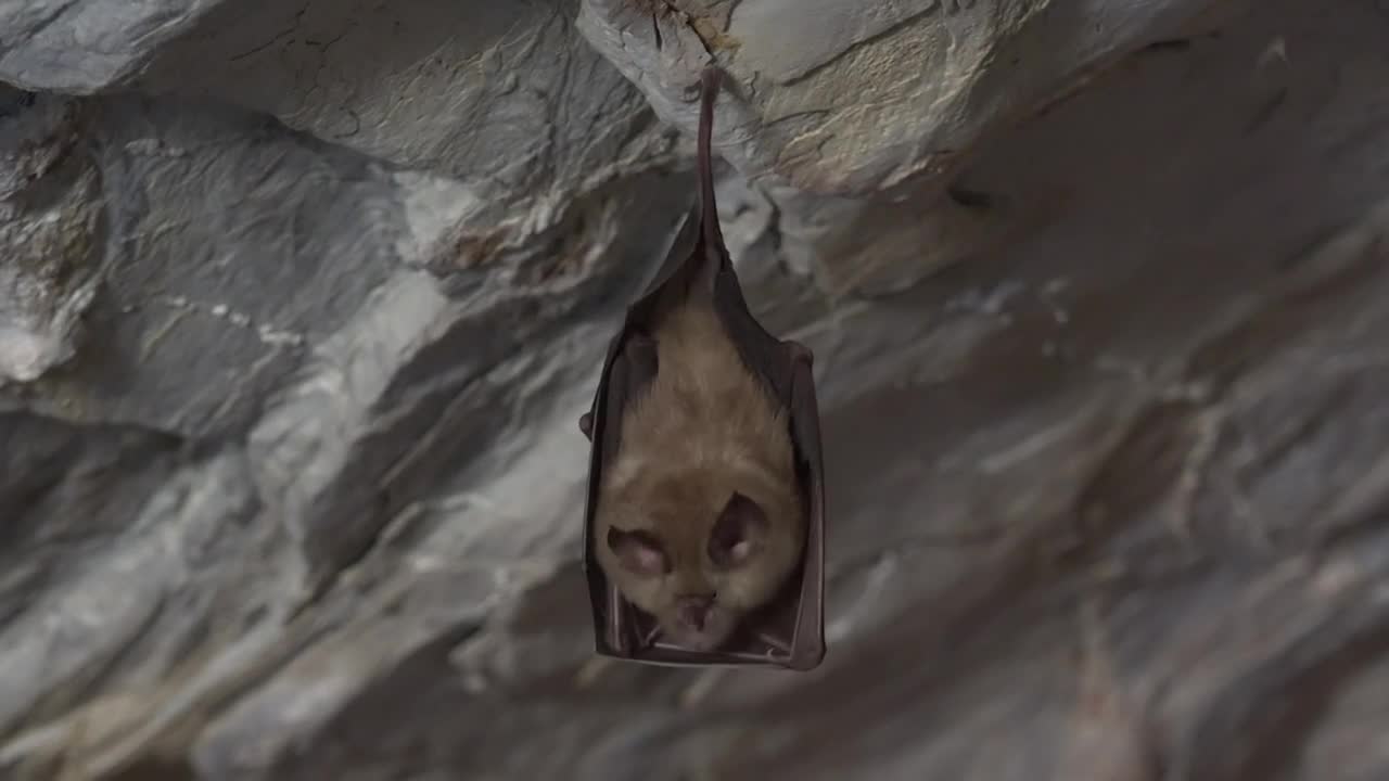 Download Stock Video Bat Resting Inside A Cave Live Wallpaper For PC