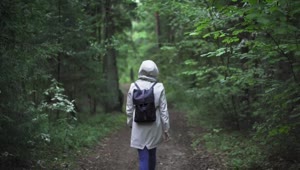 Stock Video Backpacker Walking On The Forest Live Wallpaper For PC