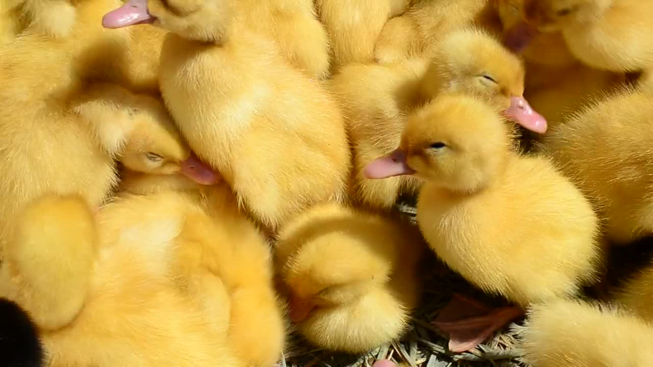 Download Stock Video Baby Birds Nesting Together Live Wallpaper For PC