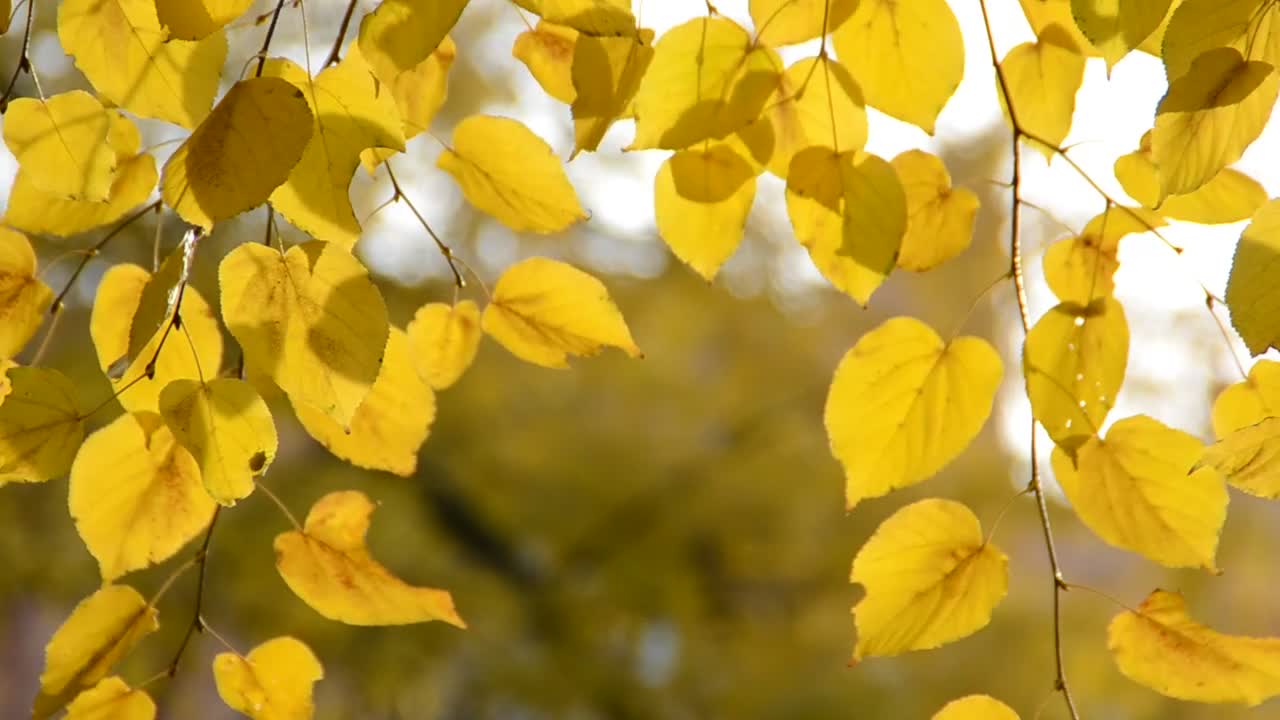 Download Stock Video Autumn Leaves Turning Brown Live Wallpaper For PC